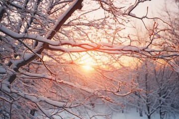 White snow on bare tree branches on a frosty winter day, close-up against a sunset background