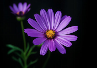 Obraz premium Close up of a purple daisy flower with a yellow center, full bloom, long, thin petals isolated on black background