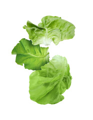 Leaves of butter lettuce falling on white background