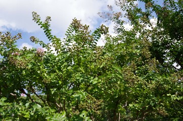 晩夏のサルスベリ