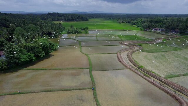 The most beautiful village in India, Bird Fly Over Rice Field ,  A Border village in Palakkad, Kollengode Famous for its beautiful vast strech of paddy fields