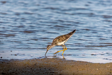 The greater yellowlegs (Tringa melanoleuca) on the shore of lake Michigan