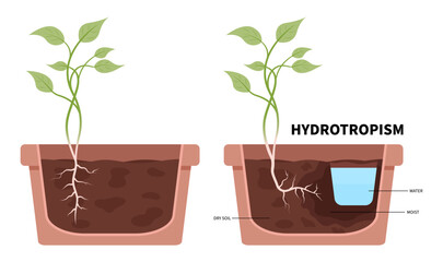 Growth of plant root towards water the fallen pots experiment gravity with gravitropism geotropism phototropism and thigmotropism auxin in science - obrazy, fototapety, plakaty
