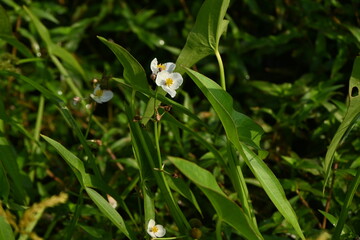 Sagittaria trifolia (Threeleaf arrowhead) flowers. Alismataceae perennial aquatic plants. It grows naturally in rice paddies and wetlands, and its three-petaled white flowers bloom in autumn.