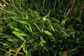 Sagittaria trifolia (Threeleaf arrowhead) flowers. Alismataceae perennial aquatic plants. It grows naturally in rice paddies and wetlands, and its three-petaled white flowers bloom in autumn.
