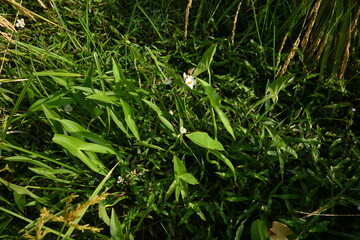 Sagittaria trifolia (Threeleaf arrowhead) flowers. Alismataceae perennial aquatic plants. It grows...