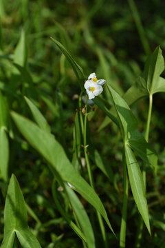 Sagittaria trifolia (Threeleaf arrowhead) flowers. Alismataceae perennial aquatic plants. It grows naturally in rice paddies and wetlands, and its three-petaled white flowers bloom in autumn.