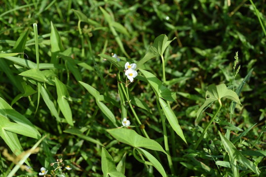 Sagittaria trifolia (Threeleaf arrowhead) flowers. Alismataceae perennial aquatic plants. It grows naturally in rice paddies and wetlands, and its three-petaled white flowers bloom in autumn.
