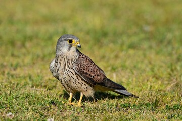 芝生の上で休憩する繁殖期のチョウゲンボウ オス