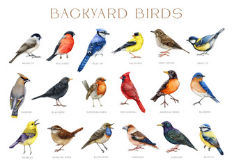 Backyard birds with names. Watercolor painted big illustration set. Various backyard birds on white background. Bluebird, starling, wren, blue jay, robin, warbler, red cardinal elements isolated