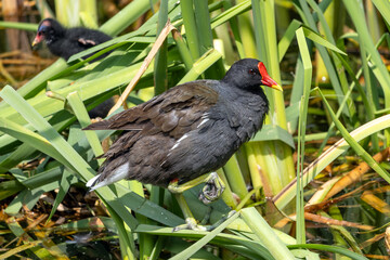 The common moorhen (Gallinula chloropus) sits on reeds