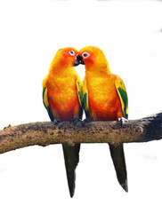 The sun parakeet kissing on a tree branch, also known in aviculture as the sun conure