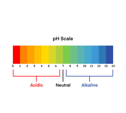 Ph scale diagram, Ph scale vector graphic, Acid to base, pH scale Infographic acid-base balance, Indicator diagram acidic alkaline measure isolated on white background illustration