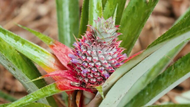 Close-up of colorful purple-red pineapples growing on a pineapple plant.