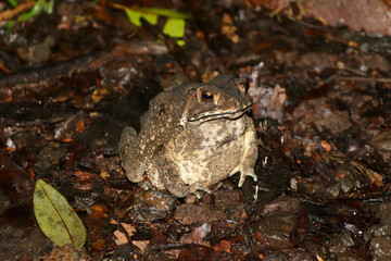Asian common toad