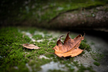 leaves on moss