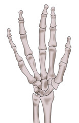 リアルな人の手の骨のイラスト