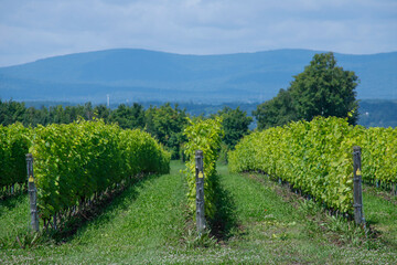 Naklejka premium Vineyard with Frontenac grapes. Quebec, Canada