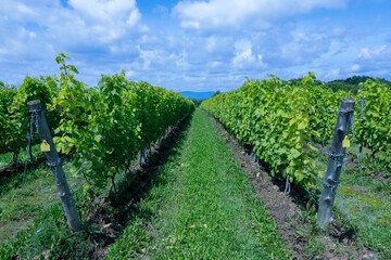 Fototapeta na wymiar Vineyard with Frontenac grapes. Quebec, Canada