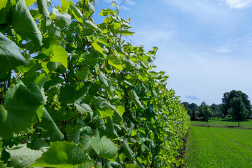 Vineyard with Frontenac grapes. Quebec, Canada