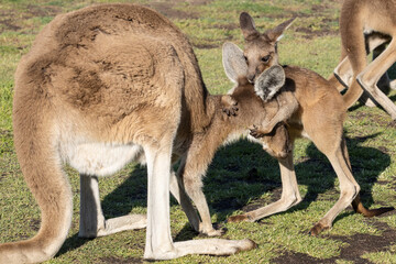 Western Grey Kangaroo mother and joey interacting
