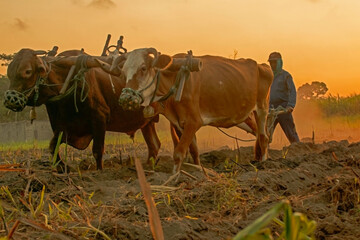 image of a farmer plowing a field traditionally