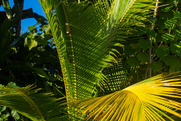 Large green palm leaves in the sunshine