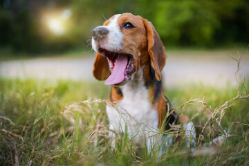 A tri-color beagle yawns while sitting on the the grass field in the farm on  sunny day,selective focus,shallow depth of field.