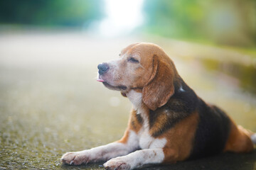 An old beagle dog sticks out its tongue while laying down on the lonely road,portrait shot with shallow depth of field.