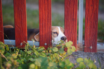 A cute tri-color beagle dog lying on the bars of fence door looking for something outside the fence.