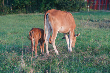 A calf and its mother eating grass in grass field.