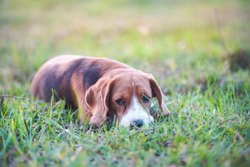 face focus,emotional eyes  of a cute beagle dog  lying on the green grass in the yard on sunny day.