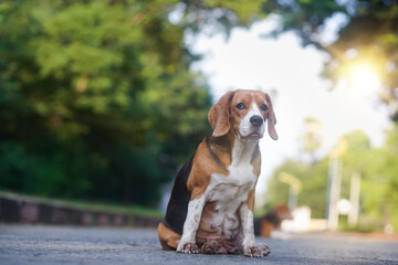 A cute tri-color beagle dog sitting down on the empty road.