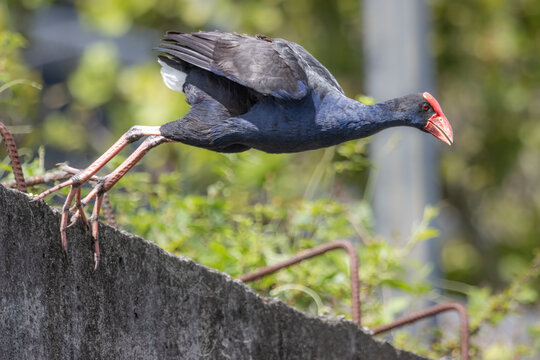 A Purple Swamp Hen launches itself into the air from a concrete wall.