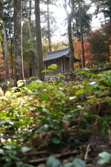 神社（秋・紅葉）