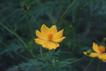 Close-up of yellow starburst flowers and beautiful green bokeh. Flower garden