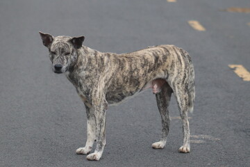 Close-up of a brown tiger-striped dog standing in the middle of a concrete road. Keep animals in mourning Stray dogs happily lie on the ground outside. In the morning, there were no cars passing by in