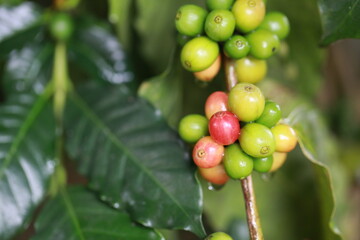 organic arabica coffee with farmer harvest in farm.harvesting Robusta and arabica  coffee berries...