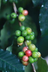 organic arabica coffee with farmer harvest in farm.harvesting Robusta and arabica  coffee berries by agriculturist hands,Worker Harvest arabica coffee berries on its branch, harvest concept.