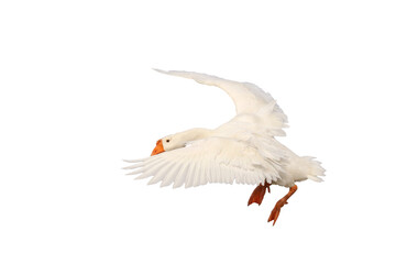 Beautiful of American pekin flying isolated on transparent background png file