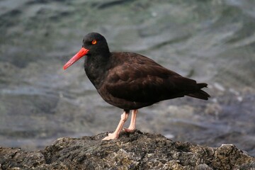 Oystercatcher