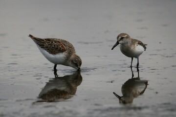 Foraging Least Sandpipers