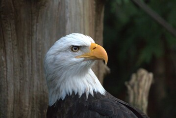 The Eye of the Eagle