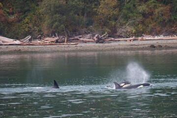 Orcas and Whidbey Island