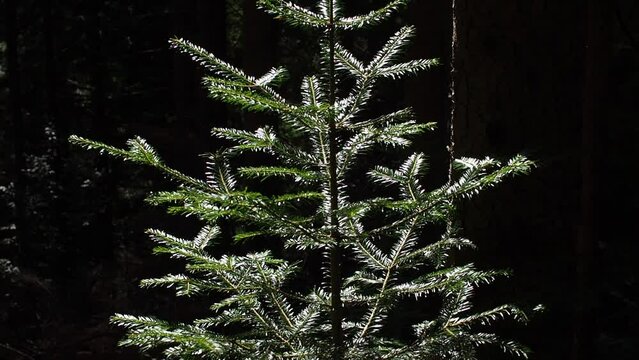 Natural christmas tree background image. Young coniferous tree in the forest. Green Fir tree close-up. Green sapling of spruce. Nature reserve recovery. Reforestation in evergreen primeval woodland.