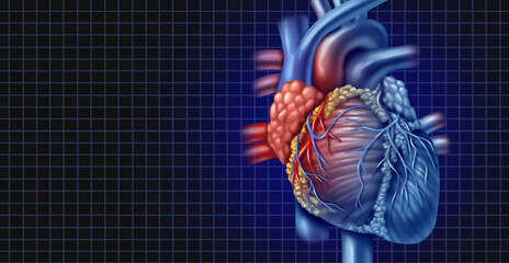 Human heart Background as an anatomy from a healthy body as a medical health care symbol of an inner cardiovascular organ