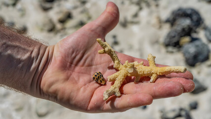 A broken sprig of coral and a small spotted shell lie on the palm of a person. Close-up. The soft background is sand. Madagascar.