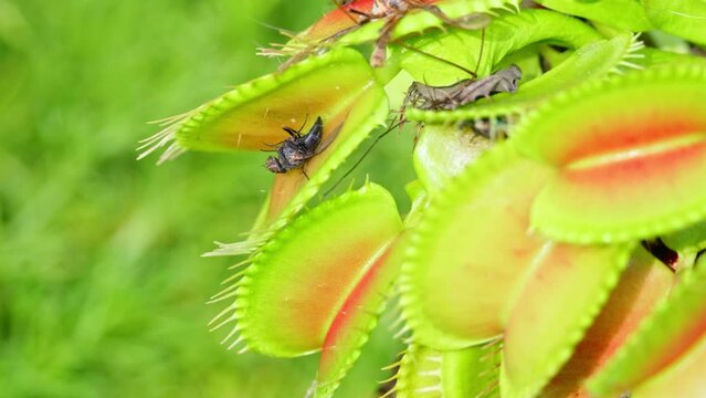 Detailed view of a venus flytrap flower and its traps opening up. Detail of a plant Dionaea muscipula.