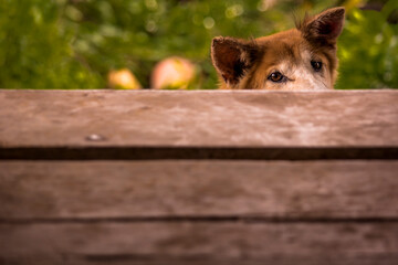 dog in the garden