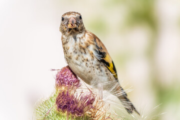 European goldfinch with juvenile plumage, feeding on the seeds of thistles. Carduelis carduelis.